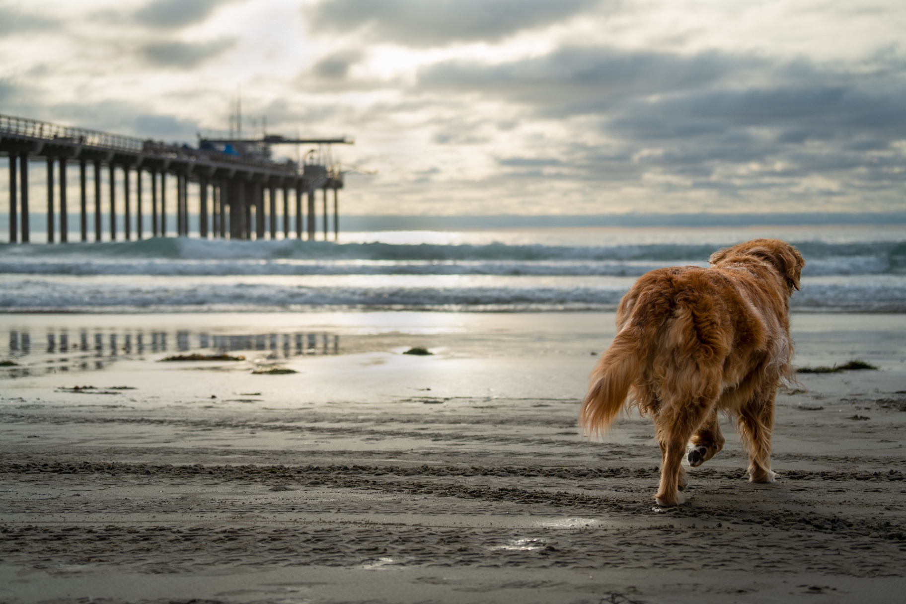 Golden retriever walking along the beach toward Scripps Pier during a San Diego dog photography session